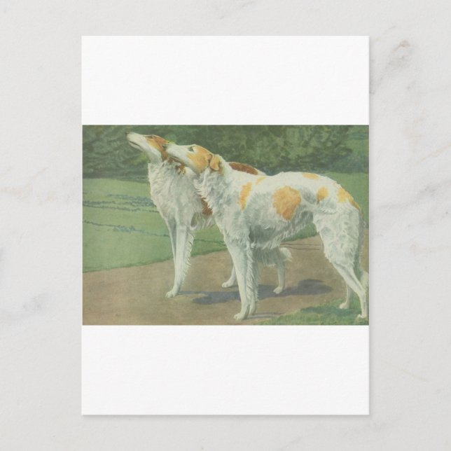 Cartão Postal Borzoi (Wolfhound russo) (Frente)