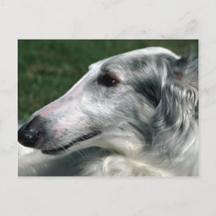 Cartão Postal Borzoi, Wolfhound russo