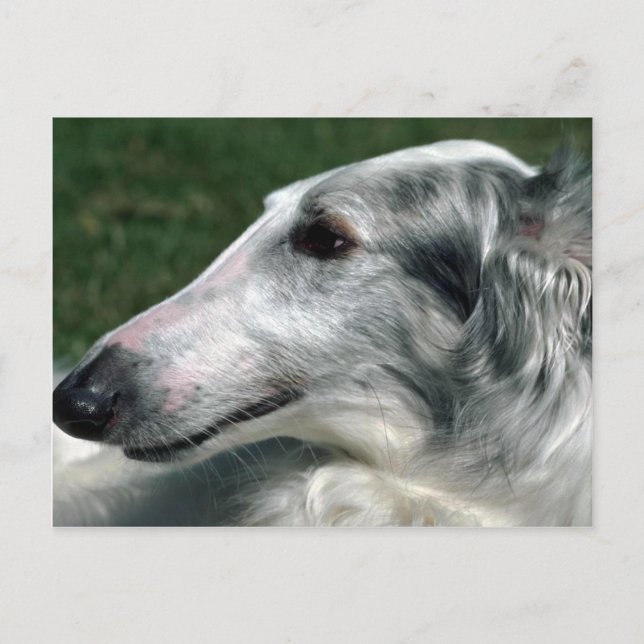 Cartão Postal Borzoi, Wolfhound russo (Frente)
