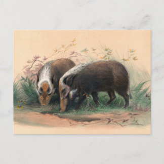 Cartão Postal Bosch-Vark por Joseph Wolf