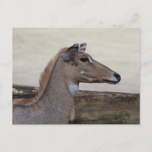 Cartão Postal Boselaphus tragocamelus
