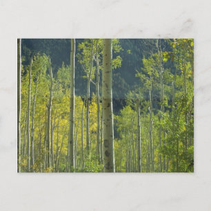 Cartão Postal Bosque de Aspen