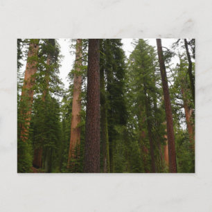 Cartão Postal Bosque Mariposa no Parque Nacional de Yosemite