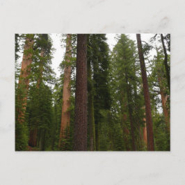 Cartão Postal Bosque Mariposa no Parque Nacional de Yosemite