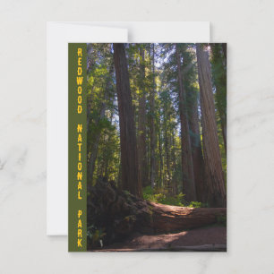 Cartão Postal Bosque Stout do Parque Nacional Redwood