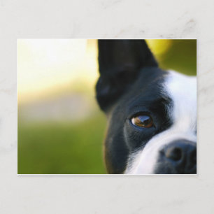 Cartão Postal Boston Terrier