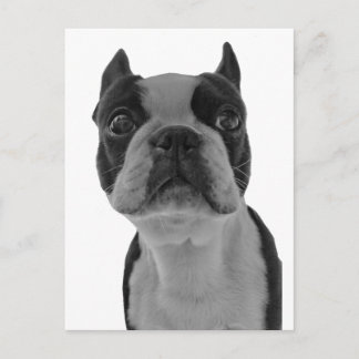 Cartão Postal Boston terrier