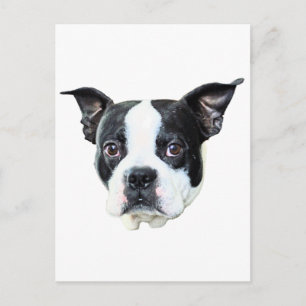 Cartão Postal Boston Terrier