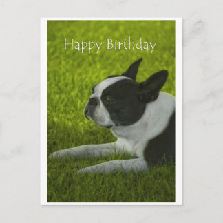 Cartão Postal Boston Terrier