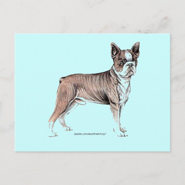 Cartão Postal Boston Terrier (Frente)