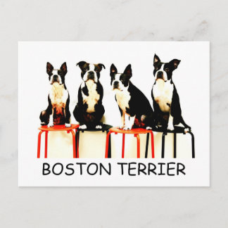 CARTÃO POSTAL BOSTON TERRIER