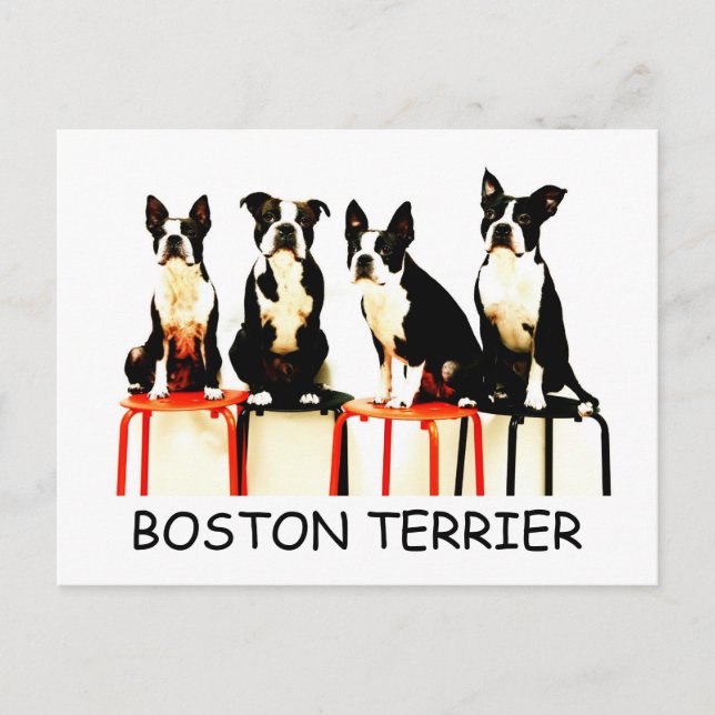 CARTÃO POSTAL BOSTON TERRIER (Frente)