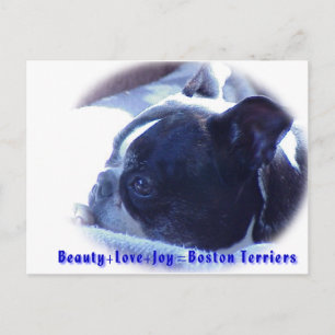 Cartão Postal Boston Terrier:  Beleza, amor, alegria