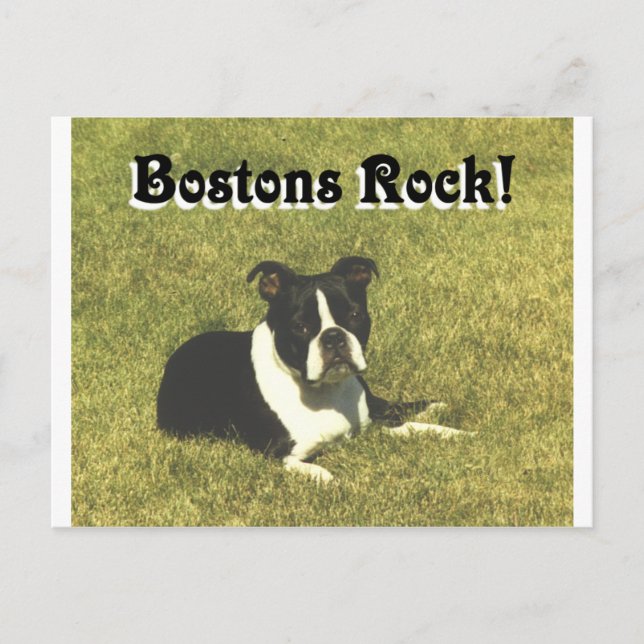 Cartão Postal Boston Terrier: Bostons Rock (Frente)