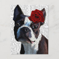 Boston Terrier com Rosa na cabeça
