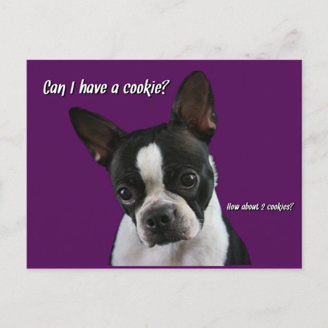 Cartão Postal Boston Terrier: Cookie, por favor? (Frente)