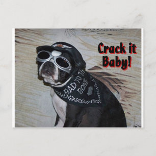 Cartão Postal Boston Terrier: Crack, querido!