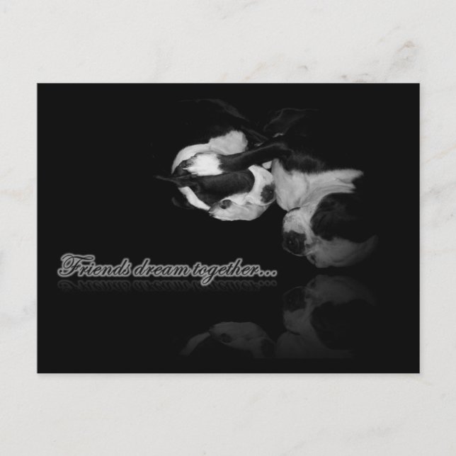 Cartão Postal Boston Terrier Dreams - Cartão-postal (Frente)