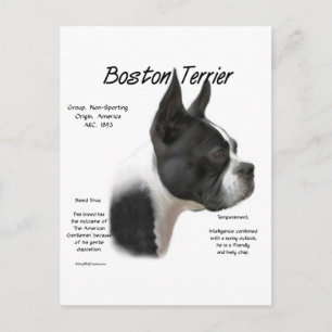 Cartão Postal Boston Terrier encontra-se na rocha
