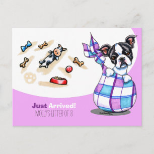 Cartão Postal Boston Terrier New Puppy Social