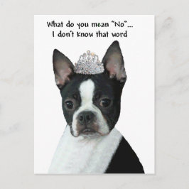 Cartão Postal Boston Terrier: O Que Você Quer Dizer "Não"?