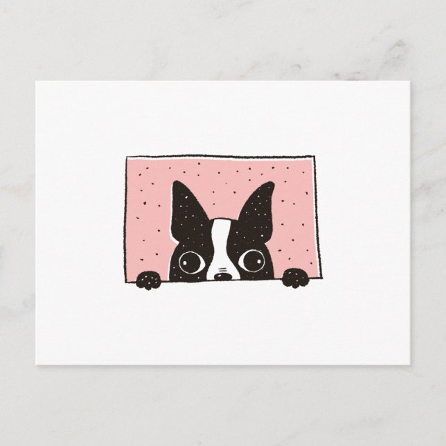 Cartão Postal Boston Terrier Peeking (Frente)