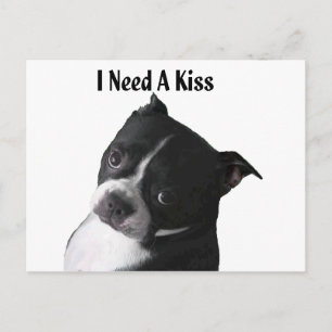 Cartão Postal Boston Terrier:  Preciso de um Beijo