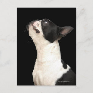 Cartão Postal Boston Terrier preto e branco olhando