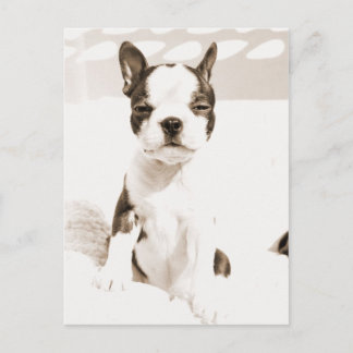 Cartão Postal Boston Terrier Puppy 2