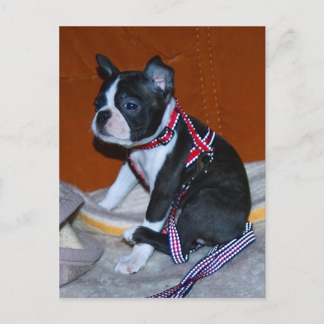 Cartão Postal Boston Terrier Welpe (Frente)