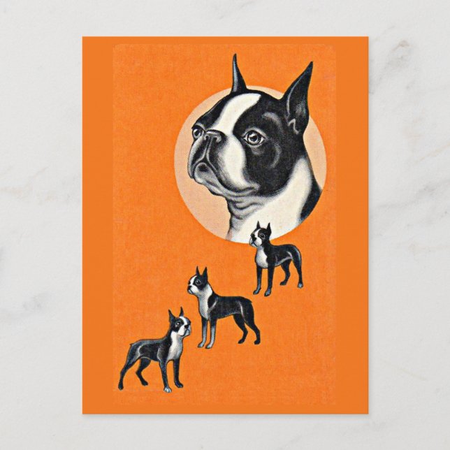 Cartão Postal Boston terriers (Frente)
