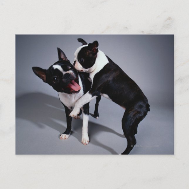 Cartão Postal Boston Terriers Repleto (Frente)