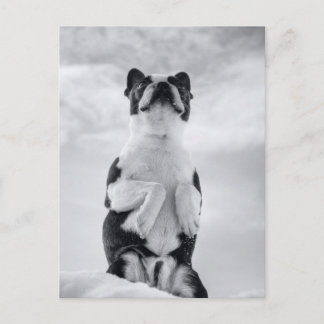 Cartão Postal Boston Terrior Praying