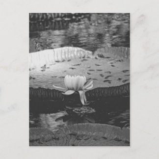 Cartão Postal Botânica