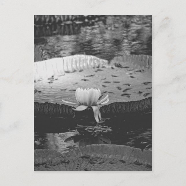 Cartão Postal Botânica (Frente)