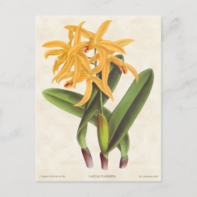Cartão Postal Botânica Amarelo da Larelia Orchid (Frente)