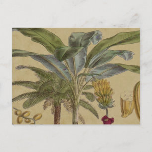 Cartão Postal Botânica Antica Fruta Tropical Palm
