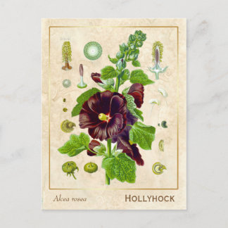 Cartão Postal Botânica da Vintage Medicinal Plant Hollyhock