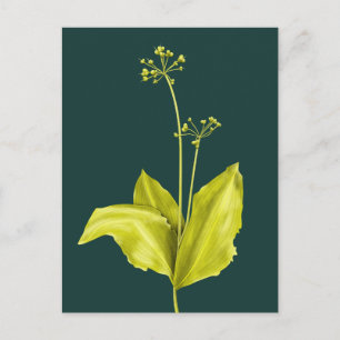 Cartão Postal Botânica Natural da Planta Verde do Alho Selvagem