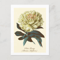 Botânica Vintage Peônia Branca Flor de Indiana