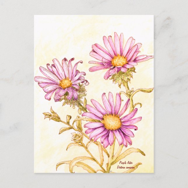 Cartão Postal Botanical wildflower watercolor, blank inside (Frente)