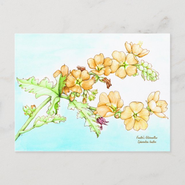 Cartão Postal Botanical wildflower watercolor, globemallow (Frente)