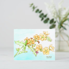 Cartão Postal Botanical wildflower watercolor, globemallow