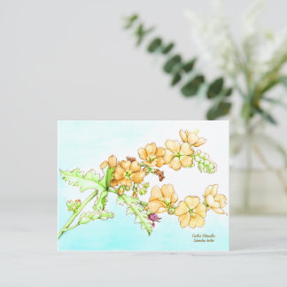 Cartão Postal Botanical wildflower watercolor, globemallow