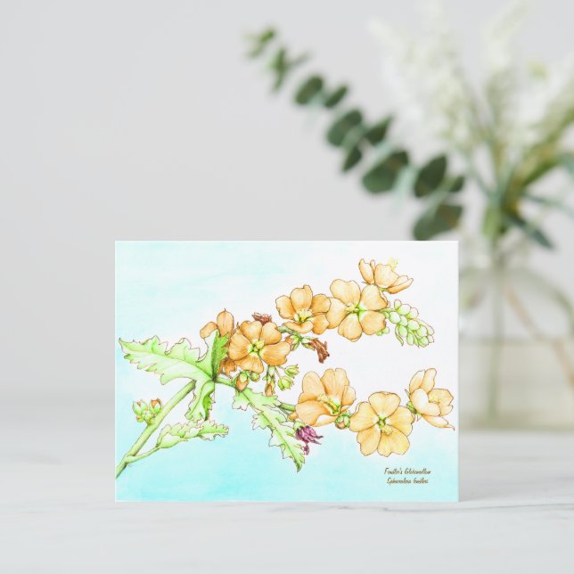 Cartão Postal Botanical wildflower watercolor, globemallow (Em pé/Frente)