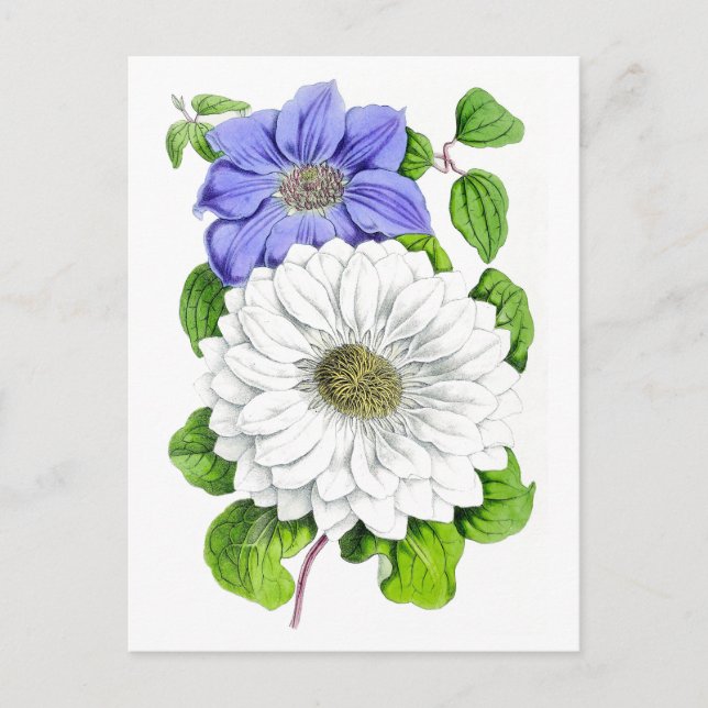 Cartão postal botânico azul e branco Clematis Vint (Frente)