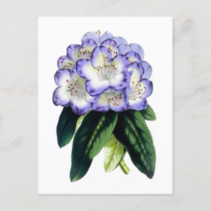 Cartão postal Botânico de Rhododendron Vintage