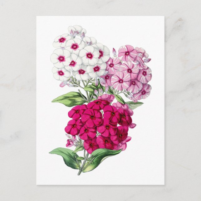 Cartão Postal Botânico Phlox Vintage (Frente)