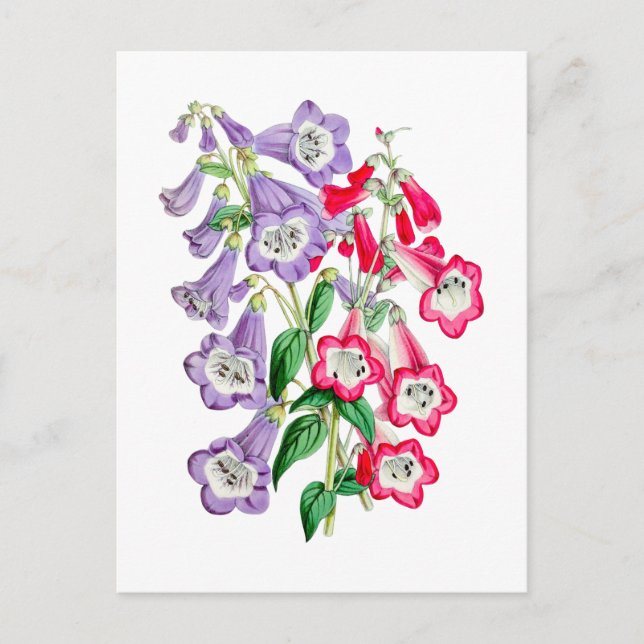 Cartão postal botânico primrose japonesa (Frente)