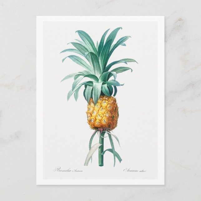 CARTÃO POSTAL BOTÂNICO REDOUTADO "PINEAPPLE" (Frente)